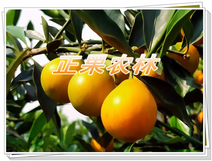 新产融安脆蜜金柑苗原产地直供图3