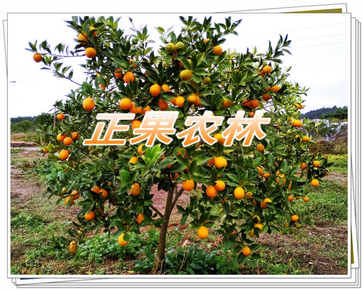新产融安脆蜜金柑苗原产地直供图4
